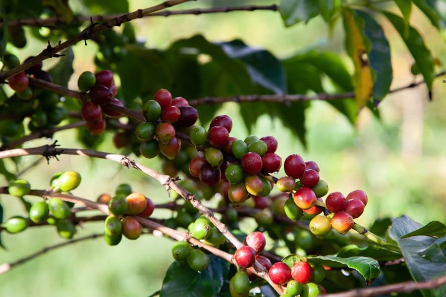 coffee fruit