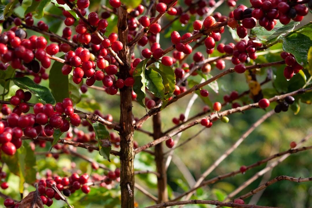 Photo coffee fruit
