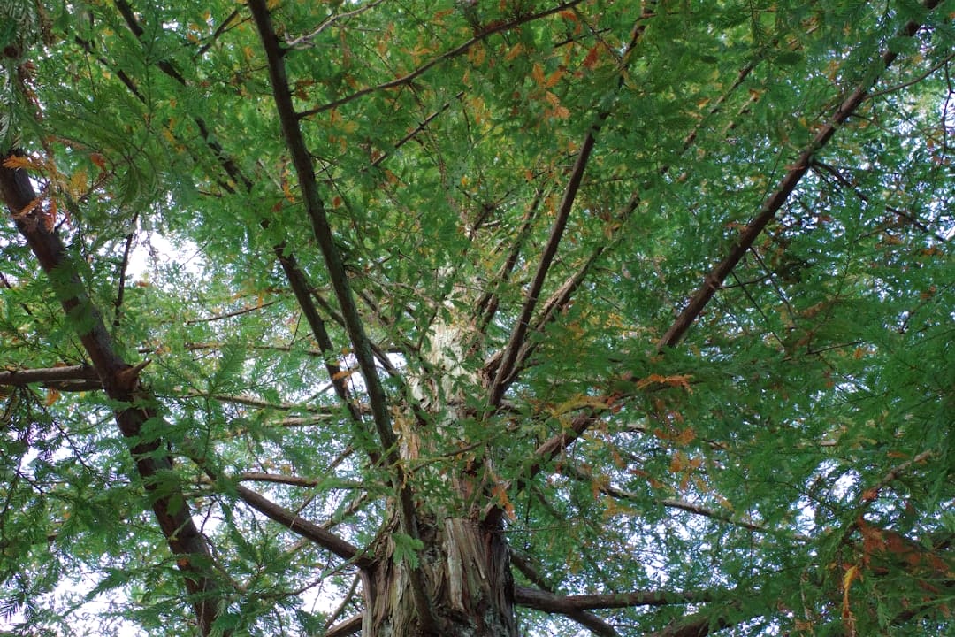Fresh Loquat Tree for Sale: Bring Home Delicious Fruit Today!
